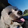 Alaska is registered to the contest to win money with this photo: animal, bandana, canine, car_interior, close_up, collar, cute, daytime, dog, fluffy, happy, outdoor_view, pet, seat, sky, sunlight, tongue_out, trees, white_dog, window