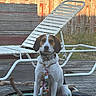 dog, tie, trampoline, stick, lounge_chair, wooden_fence, grass, outdoor, pet, sunlight, collar, sitting, animal, yard, wood, playful, summer, backyard, daytime, cute