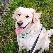 Kush participe au concours pour gagner de l'argent avec cette photo : animal, beaded_necklace, canine, companion, dog, flower, fur, golden_retriever, grass, greenery, happy, leash, nature, outdoor, pet, playful, purple_flower, sitting, summer, tongue_out