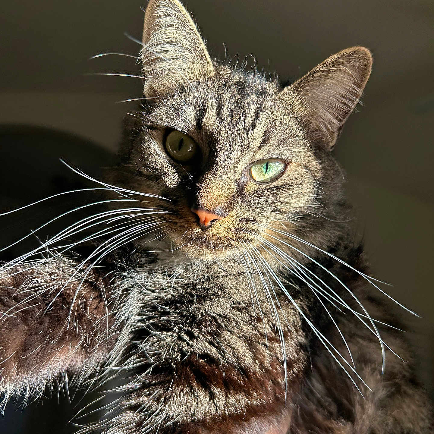 Azurah is registered to the contest to win money with this photo: abyssinian, angora, animal, cat, kitten, manx, pet, siamese