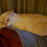 Bella is registered to the contest to win money with this photo: cat, cream_colored, indoor, blanket, curtains, cozy, pet, feline, resting, soft_texture, warm_lighting, relaxed, animal, fur, side_view, laying_down, domestic, comfort, cute, sleepy