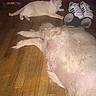 Bella is registered to the contest to win money with this photo: cat, dog, wooden_floor, indoor, shoes, sneakers, pet, relaxed, floor, animal, cream_colored_cat, fluffy_dog, household_items, casual, domestic, pet_companions, lying_down, cozy, living_space, quiet