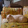Bella joined the competition — help win amazing prizes! cat, sleeping, couch, floral_pattern, vintage, indoor, pet, resting, cream_color, furniture, cozy, home, quiet, animal, relaxation, domestic, soft, comfort, closeup, nap