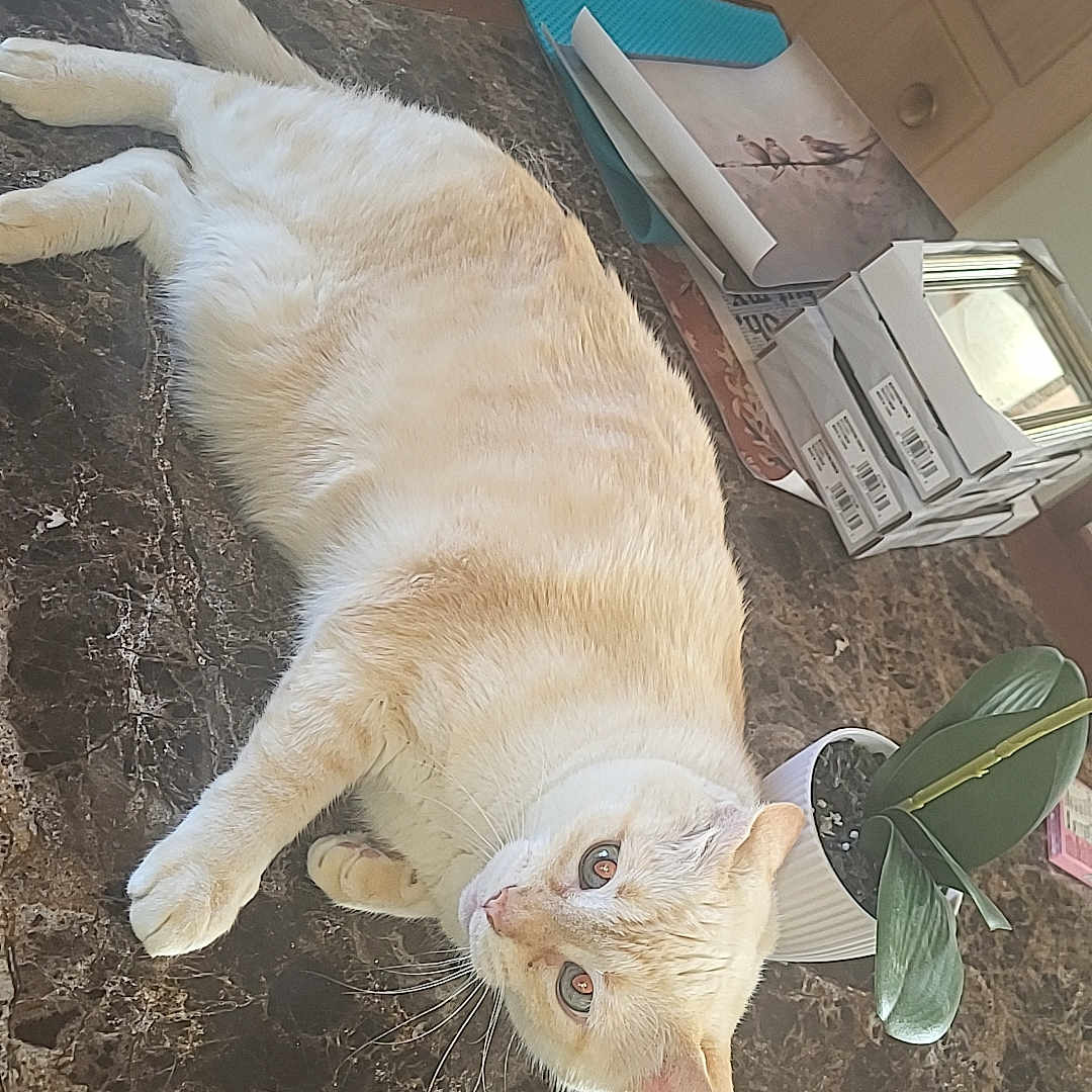 Bella is registered to the contest to win money with this photo: cat, cream_cat, tabletop, marble_surface, potted_plant, household_items, boxes, papers, wooden_chair, cabinet, indoor, relaxed, pet, feline, whiskers, curious, light_fur, domestic_cat, table, home