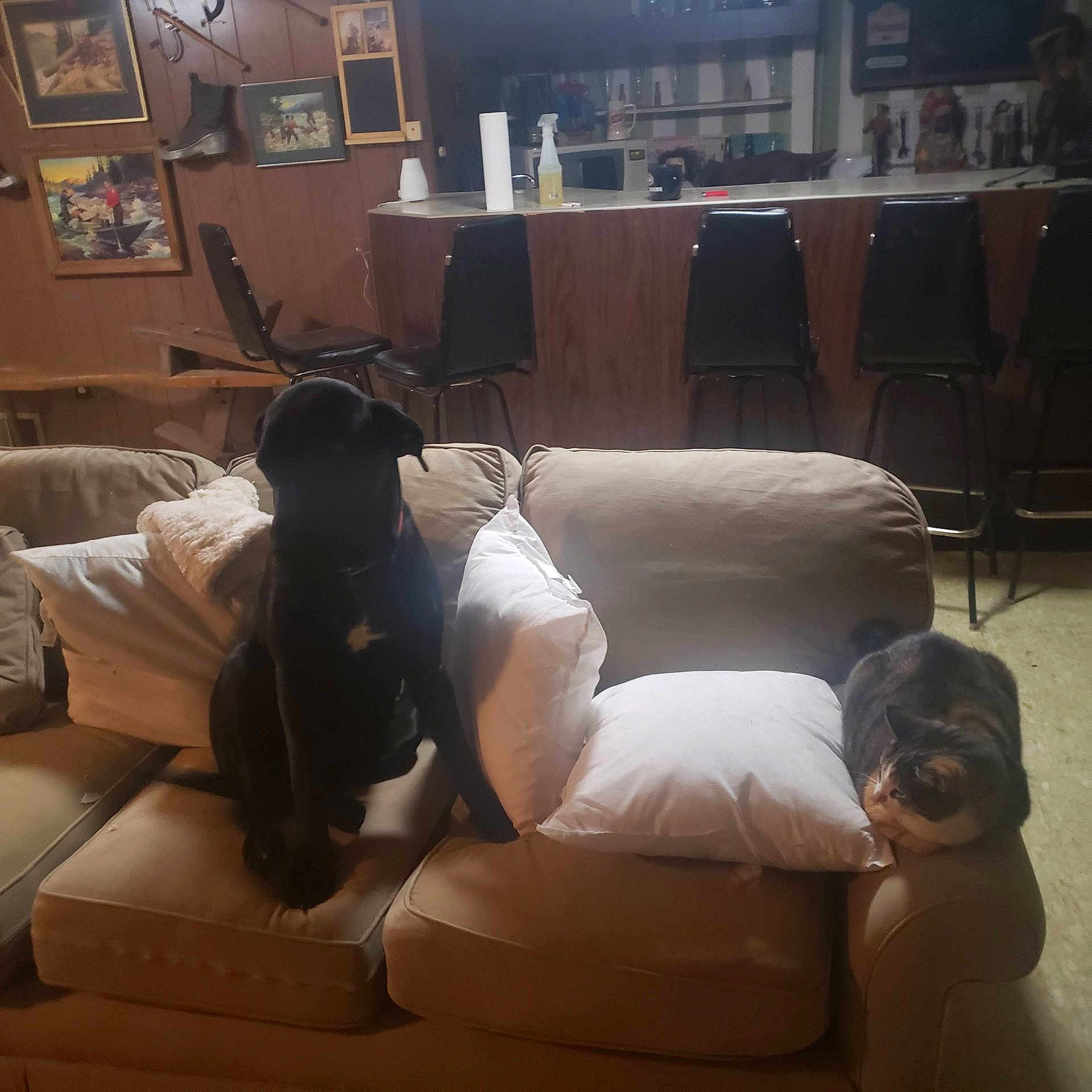 Sheeba is registered to the contest to win money with this photo: dog, cat, couch, pillow, living_room, bar_stools, wood_paneling, framed_pictures, pet, indoor, furniture, calico_cat, black_dog, cozy, home, animal, relaxed, seated, domestic, room
