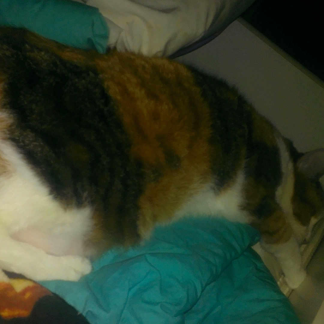 Nikki Deceased is registered to the contest to win money with this photo: animal, bed, blanket, brown_fur, cat, comfortable, cozy, domestic_animal, feline, fur, indoor, mammal, orange_fur, pet, pillow, quiet, resting, sleeping, striped_cat, white_fur