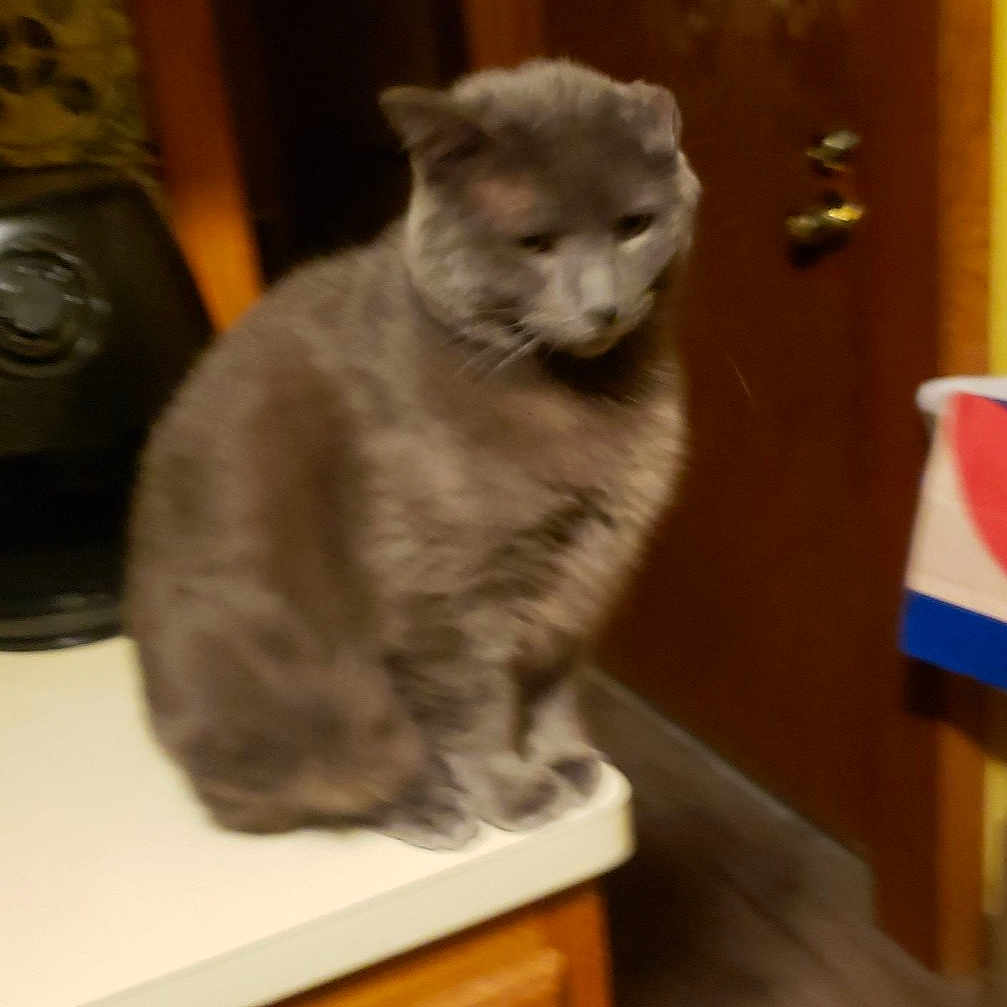 Gia joined the competition — help win amazing prizes! animal, appliance, calm, cat, countertop, cozy, domestic_animal, door, feline, fur, furniture, gray_cat, household, indoor, kitchen, pet, quiet, sitting, wood_floor, wooden_cabinet