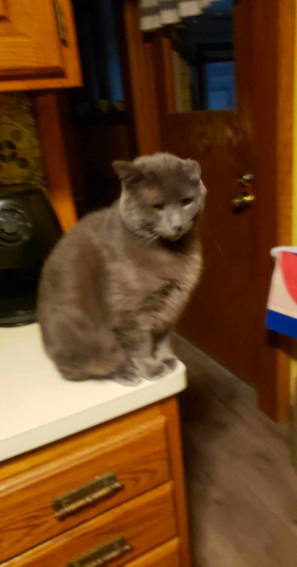 Gia joined the competition — help win amazing prizes! cat, gray_cat, kitchen, countertop, wooden_cabinet, door, indoor, pet, feline, animal, domestic_animal, fur, sitting, quiet, calm, household, wood_floor, furniture, appliance, cozy