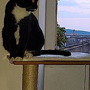 Soquette participe au concours pour gagner de l'argent avec cette photo : animal, cat, cat_tree, contemplative, cozy, domestic_cat, evening, feline, indoor, looking_out_window, paws, perched, pet, quiet, rooftops, sky, tail, tuxedo_cat, whiskers, window