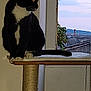 animal, cat, cat_tree, contemplative, cozy, domestic_cat, evening, feline, indoor, looking_out_window, paws, perched, pet, quiet, rooftops, sky, tail, tuxedo_cat, whiskers, window
