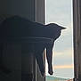 animal, building, calm, cat, cloudy, daylight, feline, home, indoor, outdoor_view, paws, perch, pet, quiet, relaxing, resting, shadow, silhouette, sky, window
