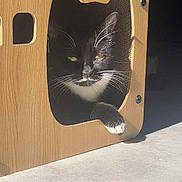 Soquette participe au concours pour gagner de l'argent avec cette photo : cat, black_and_white, wooden_box, cat_shaped_cutout, paw, sunlight, floor, indoor, relaxed, pet, whiskers, shadow, feline, domestic_animal, household, resting, cozy, fur, curious, animal