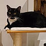 alert, animal, black_and_white, cat, cat_tree, cozy, domestic_cat, ears, feline, fur, household, indoor, paws, pet, platform, relaxed, resting, tuxedo_cat, whiskers, wooden_floor