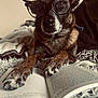 dog, glasses, book, reading, paws, blanket, cozy, indoor, fur, pet, closeup, brown, black, nose, ears, comfort, relaxation, animal, mammal, home