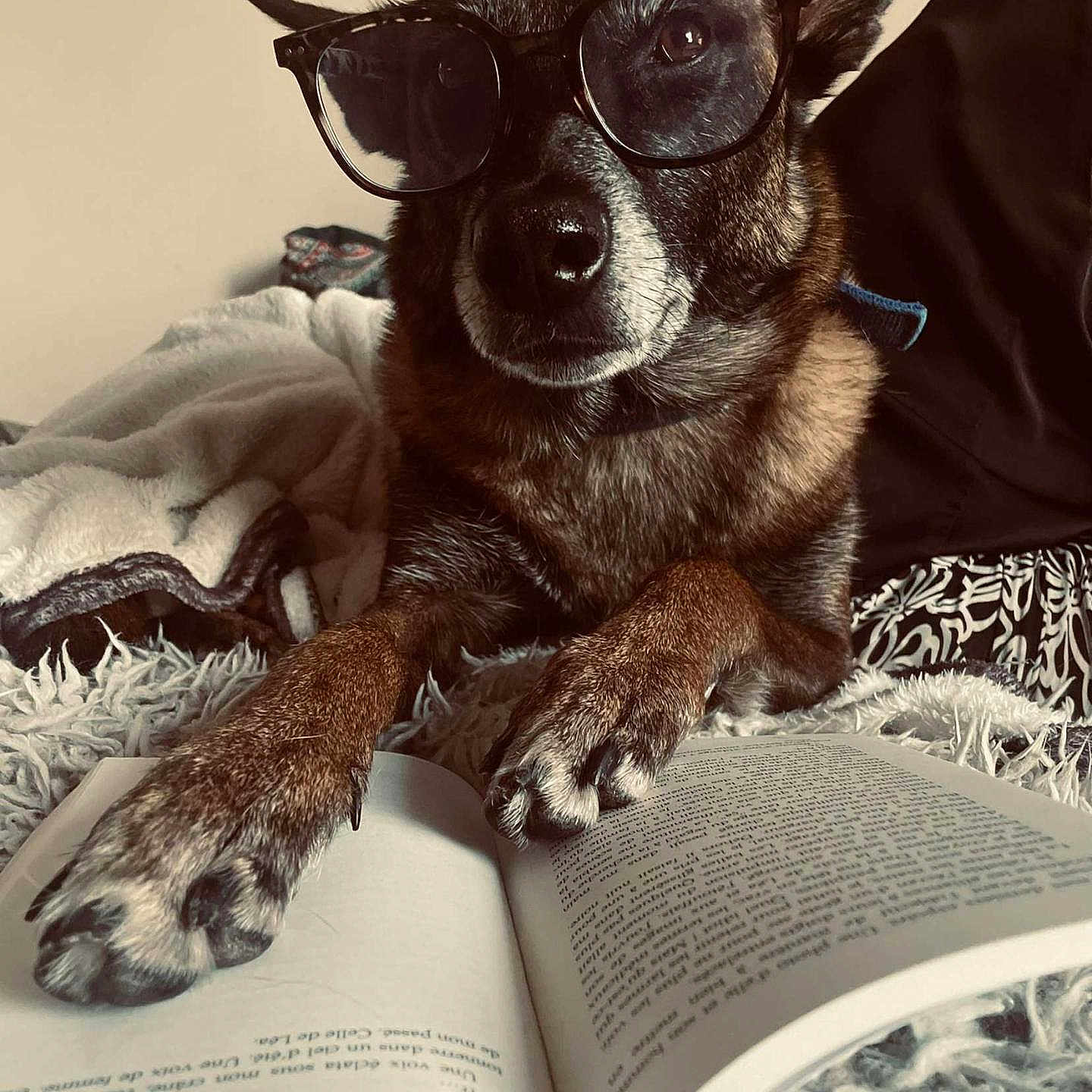 Phybee a rejoint le concours — aidez-le/la à gagner de superbes lots ! animal, black, blanket, book, brown, closeup, comfort, cozy, dog, ears, fur, glasses, home, indoor, mammal, nose, paws, pet, reading, relaxation