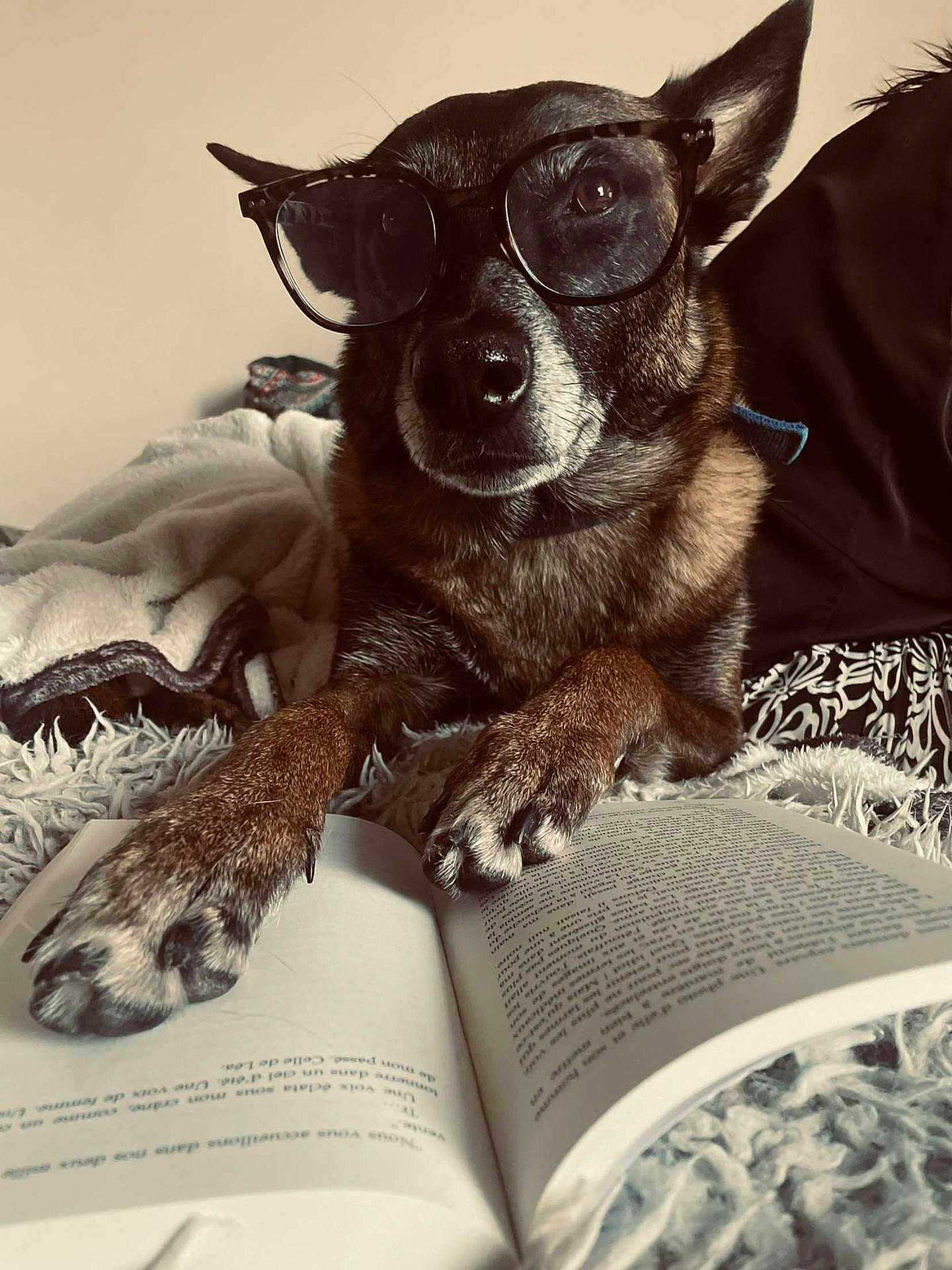 Phybee a rejoint le concours — aidez-le/la à gagner de superbes lots ! dog, glasses, book, reading, paws, blanket, cozy, indoor, fur, pet, closeup, brown, black, nose, ears, comfort, relaxation, animal, mammal, home