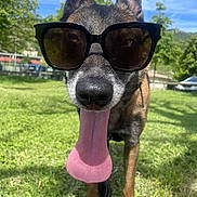 Phybee participe au concours pour gagner de l'argent avec cette photo : animal, canine, closeup, daytime, dog, ears, grass, happy, muzzle, nature, outdoor, pet, playful, shade, summer, sunglasses, sunny, tongue, tongue_out, walking