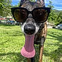 animal, canine, closeup, daytime, dog, ears, grass, happy, muzzle, nature, outdoor, pet, playful, shade, summer, sunglasses, sunny, tongue, tongue_out, walking