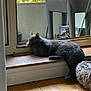 Ouchka a rejoint le concours — aidez-le/la à gagner de superbes lots ! cat, gray_cat, windowsill, indoor, relaxing, natural_light, plant, floor, wooden_floor, cozy, pet, sleeping, feline, home, resting, window, daylight, fur, animal, quiet