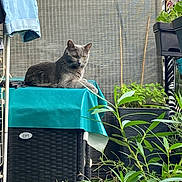 Ouchka participe au concours pour gagner de l'argent avec cette photo : cat, gray_cat, table, wicker_furniture, plants, greenery, flowers, balcony, outdoor, jeans, fabric, relaxing, pet, domestic_animal, nature, leaf, potted_plant, resting, feline, home_garden