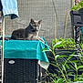 cat, gray_cat, table, wicker_furniture, plants, greenery, flowers, balcony, outdoor, jeans, fabric, relaxing, pet, domestic_animal, nature, leaf, potted_plant, resting, feline, home_garden