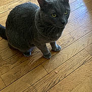 Ouchka participe au concours pour gagner de l'argent avec cette photo : animal, cat, cozy, curious, domestic_cat, ears, feline, flooring, fur, grey_cat, home, indoor, looking, natural_light, paw, pet, sitting, whiskers, wooden_floor, yellow_eyes