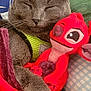 cat, gray_cat, sleeping, plush_toy, red_toy, blanket, cushion, indoor, pet, animal, close_up, resting, cozy, soft_texture, cute, domestic_animal, feline, snuggling, relaxation, home