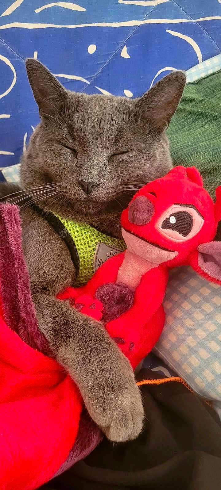 Ouchka participe au concours pour gagner de l'argent avec cette photo : cat, gray_cat, sleeping, plush_toy, red_toy, blanket, cushion, indoor, pet, animal, close_up, resting, cozy, soft_texture, cute, domestic_animal, feline, snuggling, relaxation, home