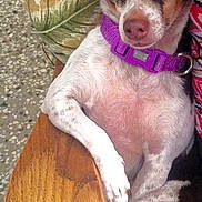 Lady joined the competition — help win amazing prizes! dog, pet, purple_collar, wooden_surface, cushion, indoor, small_dog, brown_and_white, looking, curious, paw, close_up, floor, patterned, relaxed, animal, companion, domestic, cute, alert