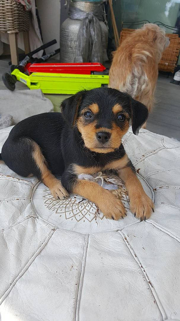 Titite participe au concours pour gagner de l'argent avec cette photo : beer, carnivore, chair, collar, comfort, companion_dog, dog, dog_breed, dog_supply, fawn, flooring, fur, paw, plant, snout, sporting_group, table, toy_dog, working_animal, working_dog