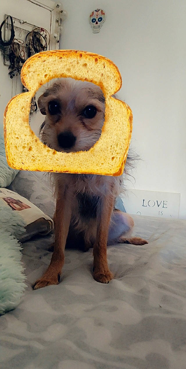 Titite a rejoint le concours — aidez-le/la à gagner de superbes lots ! canidae, carnivore, companion_dog, dog, dog_breed, eye, fawn, fur, hat, plant, smile, snout, sporting_group, sun_hat, sunglasses, toy, toy_dog, whiskers, wildlife, working_animal