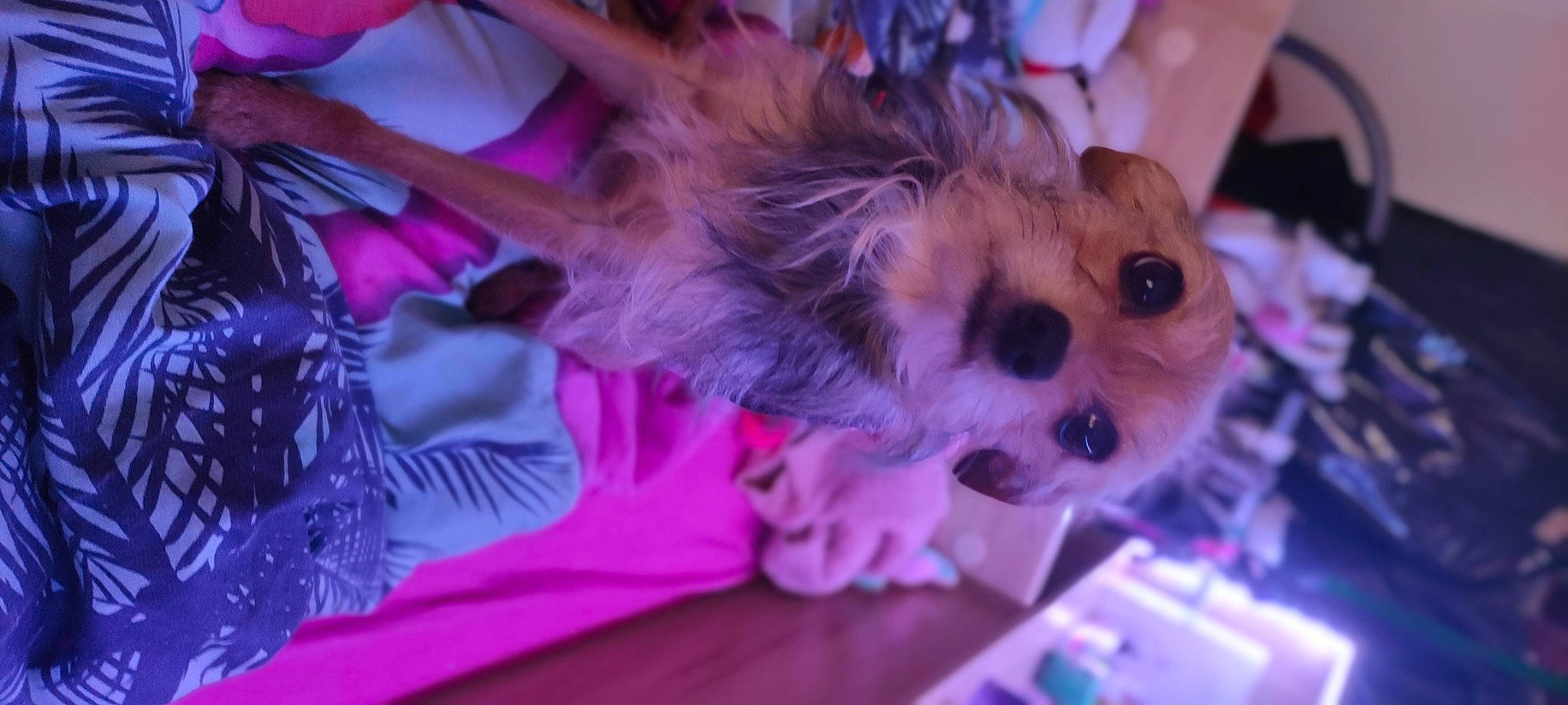 Titite a rejoint le concours — aidez-le/la à gagner de superbes lots ! blue, carnivore, companion_dog, dog, dog_breed, dog_clothes, dog_supply, doll, event, fawn, fur, magenta, party_hat, pink, purple, snout, toy, toy_dog, violet, whiskers