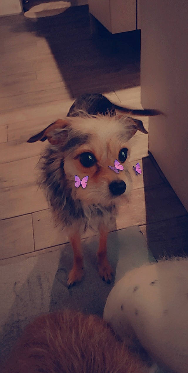 Titite a rejoint le concours — aidez-le/la à gagner de superbes lots ! carnivore, chihuahua, companion_dog, dog, dog_breed, dog_clothes, dog_supply, ear, eye, fawn, felidae, fur, head, iris, pet_supply, snout, toy_dog, whiskers, wood, working_animal