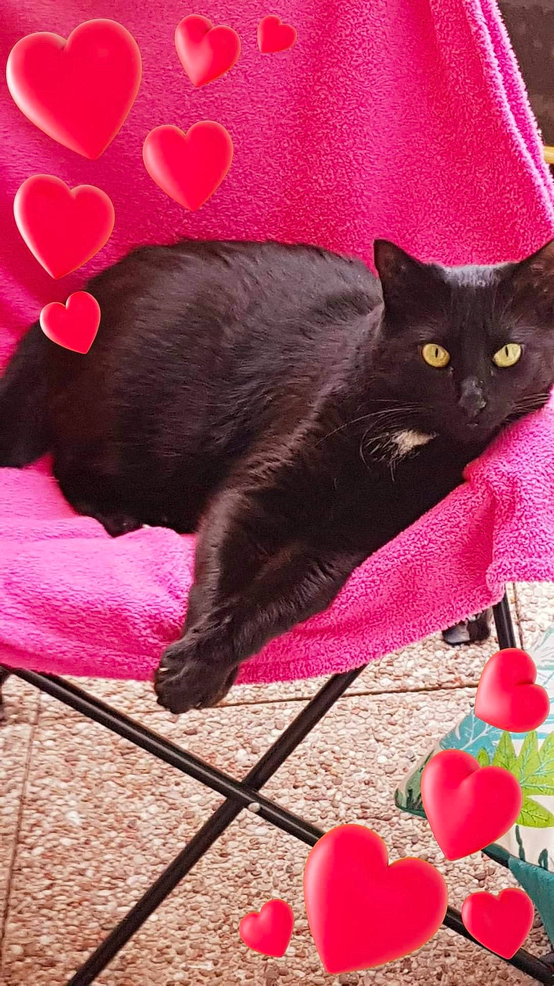 Barbouille participe au concours pour gagner de l'argent avec cette photo : black_cat, bombay, carnivore, cat, domestic_short_haired_cat, event, felidae, fur, grass, havana_brown, magenta, pattern, petal, pink, plant, red, small_to_medium_sized_cats, snout, tail, whiskers