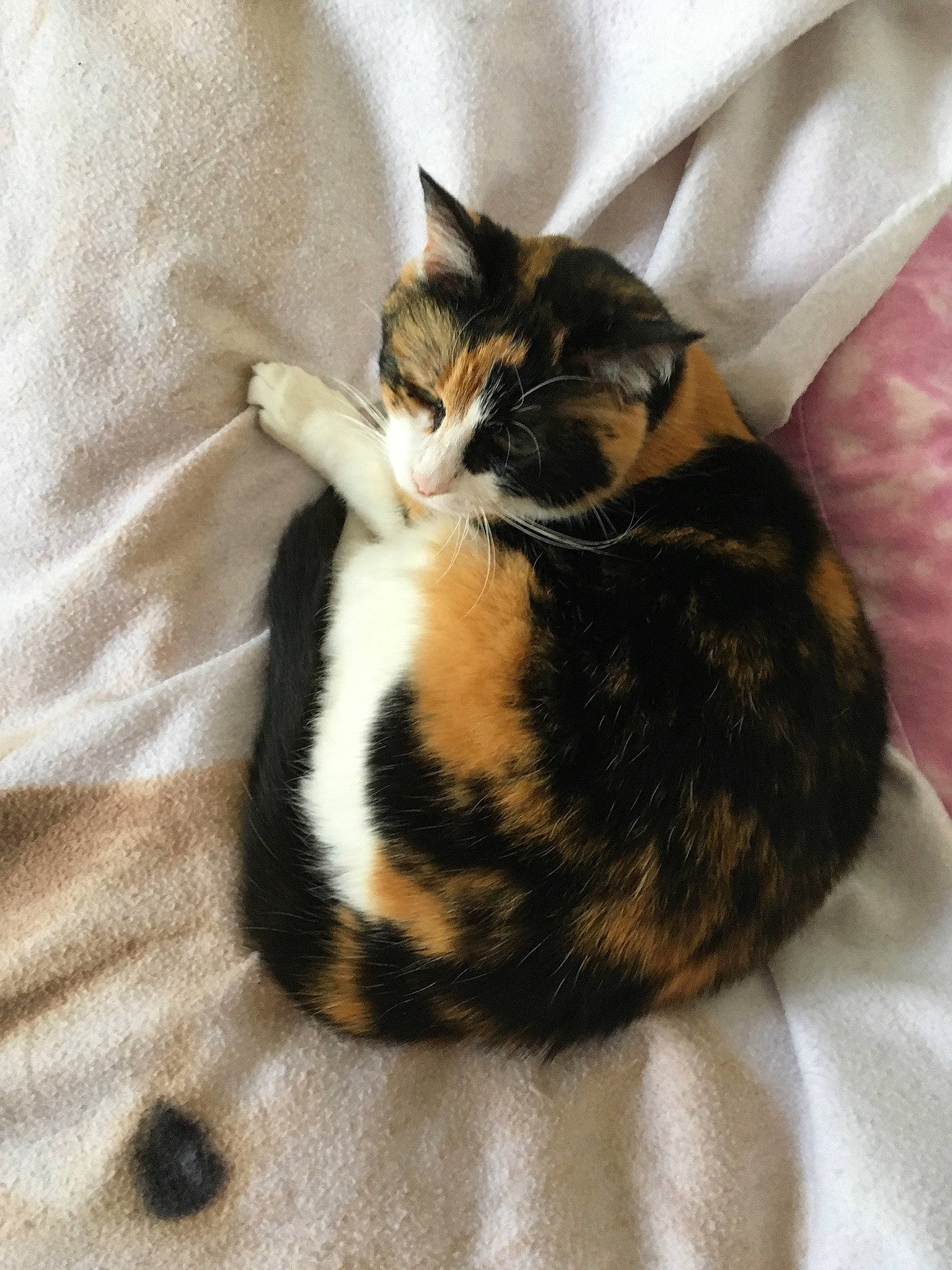 Princesse participe au concours pour gagner de l'argent avec cette photo : carnivore, cat, cat_supply, comfort, domestic_short_haired_cat, felidae, fur, linens, nap, paw, small_to_medium_sized_cats, tail, terrestrial_animal, whiskers