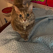 Daisy joined the competition — help win amazing prizes! cat, indoor, quilt, blue, fur, pet, curious, eyes, whiskers, bedroom, cat_tree, furniture, animal, cute, orange, tabby, closeup, looking, home, cozy