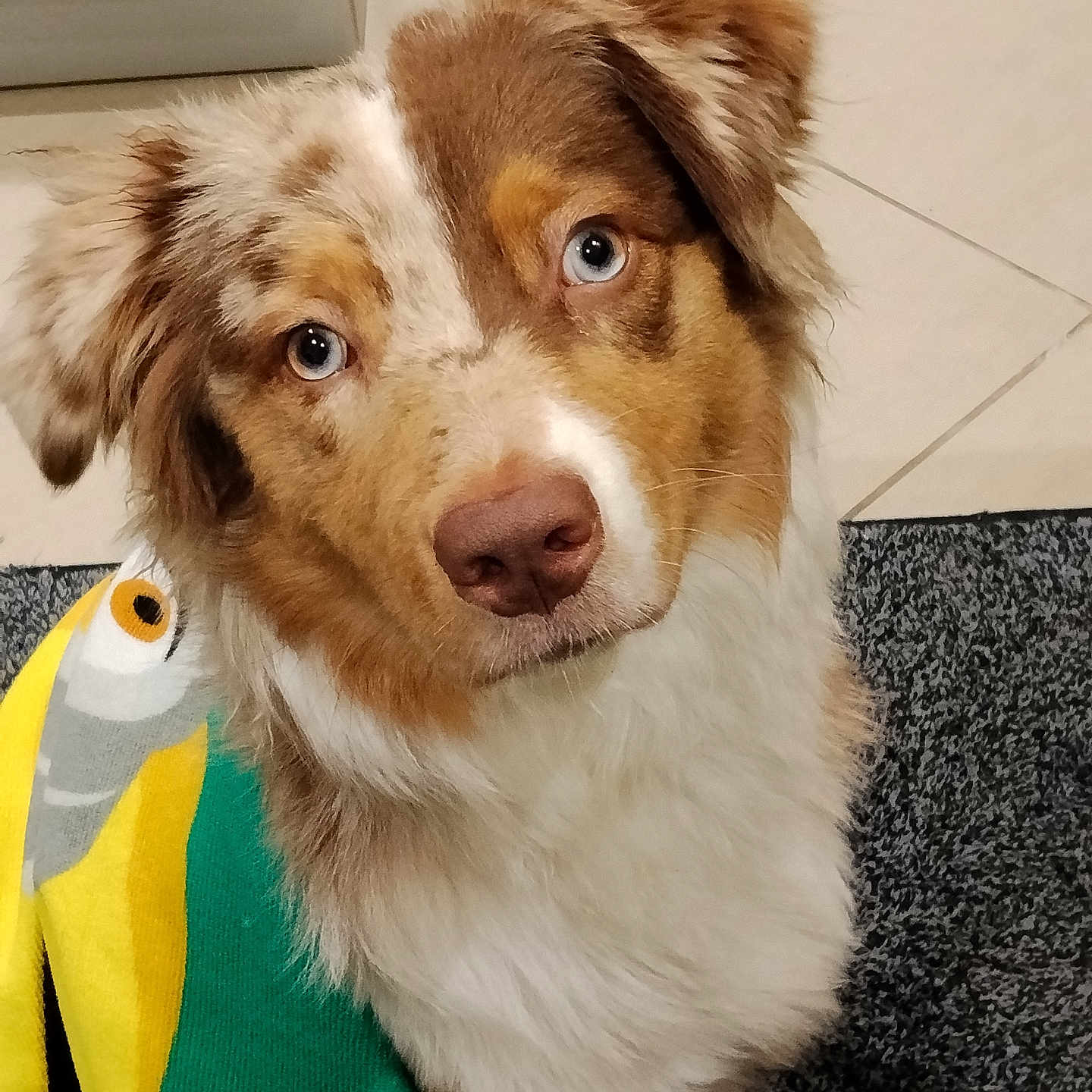 Aydi participe au concours pour gagner de l'argent avec cette photo : australian_shepherd, blanket, blue_eyes, brown_and_white_fur, close_up, companion, curious, dog, domestic_animal, ear, fluffy, indoor, looking_up, nose, paw, pet, portrait, rug, tile_floor, whiskers