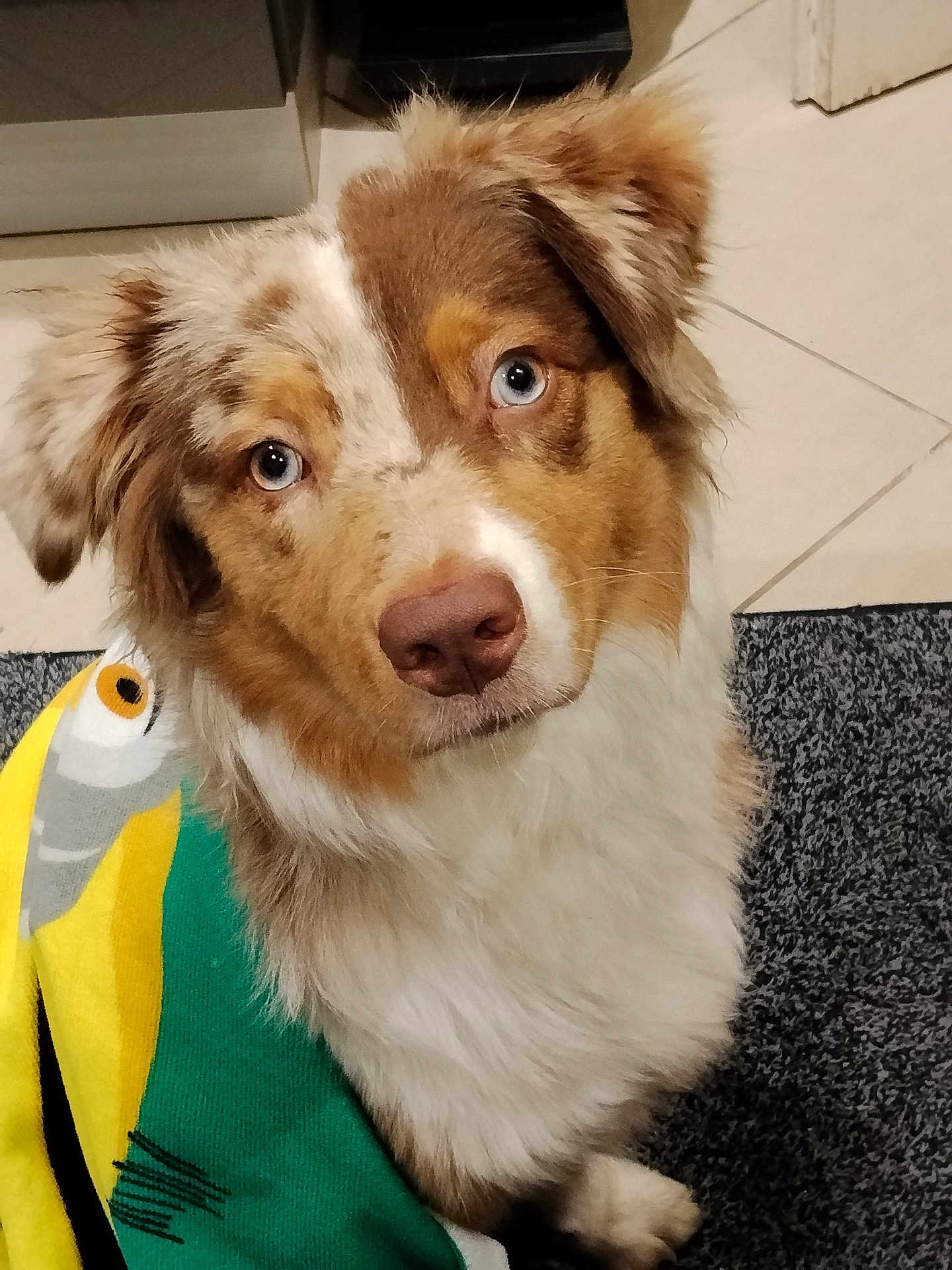 Aydi participe au concours pour gagner de l'argent avec cette photo : dog, australian_shepherd, blue_eyes, brown_and_white_fur, fluffy, portrait, indoor, tile_floor, rug, blanket, nose, paw, ear, looking_up, curious, pet, domestic_animal, close_up, whiskers, companion