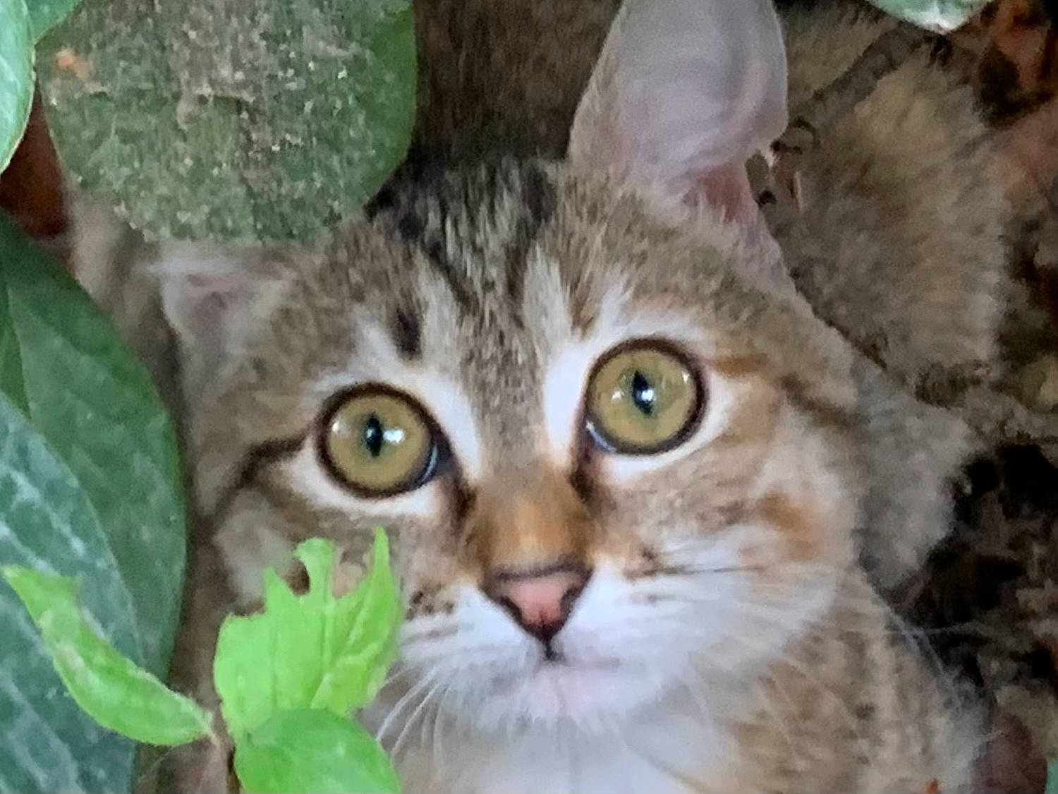 Baila a rejoint le concours — aidez-le/la à gagner de superbes lots ! carnivore, cat, domestic_short_haired_cat, eye, fawn, felidae, fur, grass, groundcover, plant, small_to_medium_sized_cats, snout, terrestrial_animal, tree, whiskers, wildlife