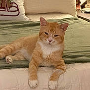 Gus is registered to the contest to win money with this photo: cat, orange_cat, white_paws, pet, feline, animal, bed, bedroom, blanket, pillow, home, indoor, cozy, lying_down, relaxed, portrait, fur, whiskers, ears, warm_lighting