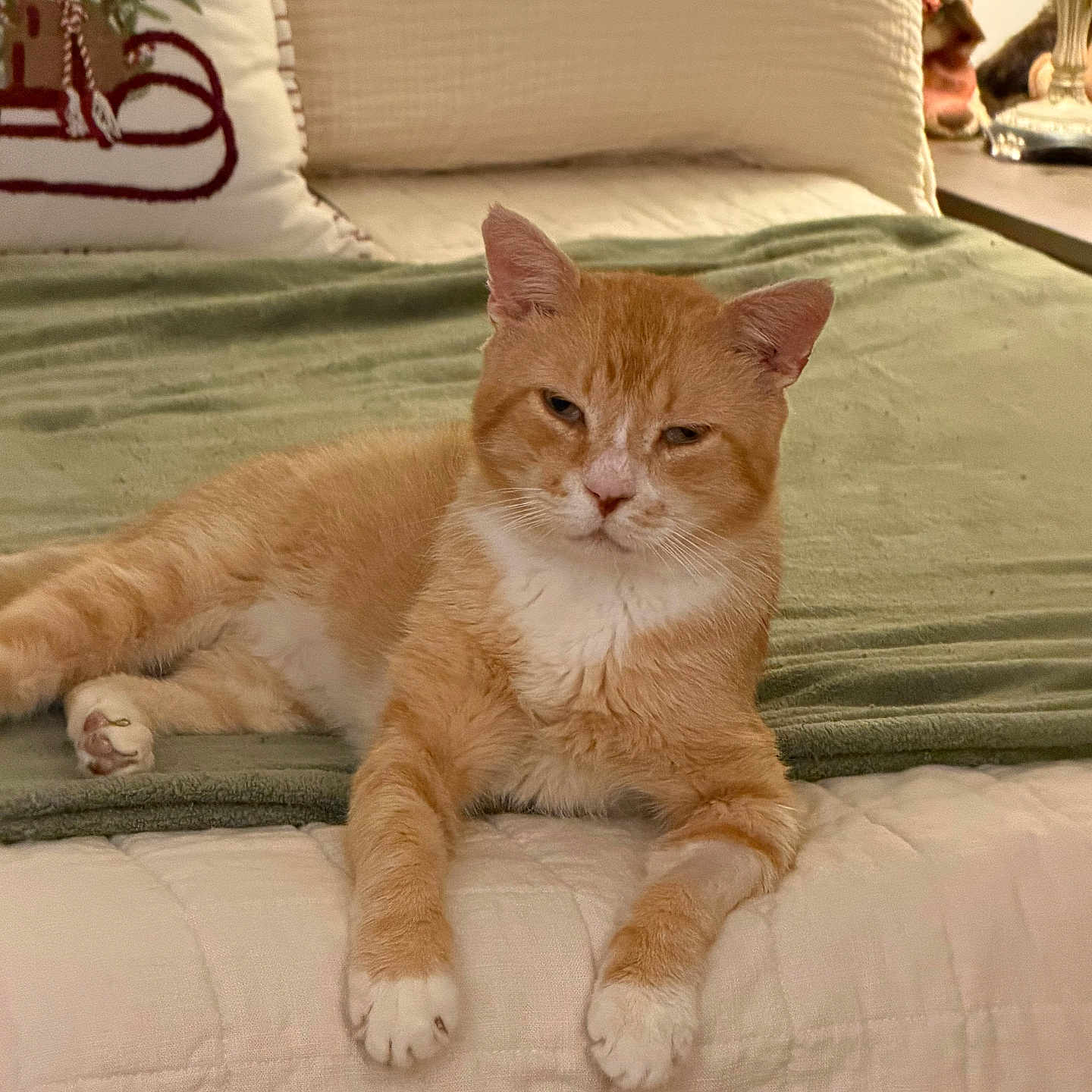 Gus is registered to the contest to win money with this photo: cat, orange_cat, white_paws, pet, feline, animal, bed, bedroom, blanket, pillow, home, indoor, cozy, lying_down, relaxed, portrait, fur, whiskers, ears, warm_lighting