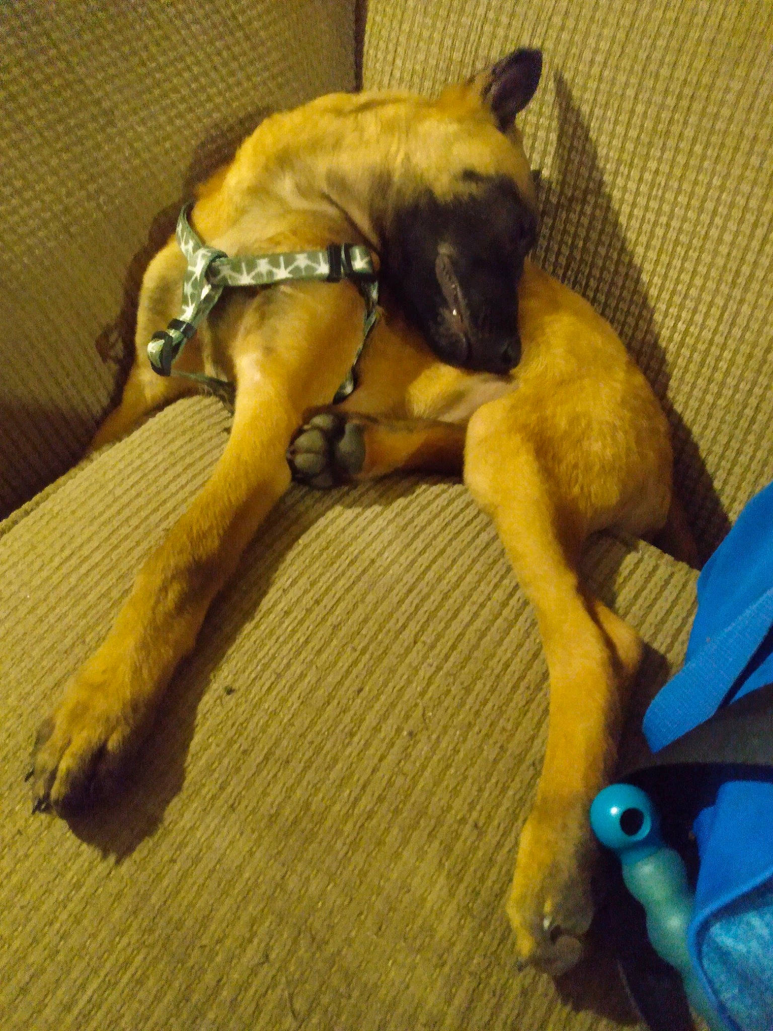 Jasper is registered to the contest to win money with this photo: canidae, carnivore, comfort, companion_dog, dog, dog_breed, electric_blue, fawn, flooring, guard_dog, hardwood, paw, pet_supply, snout, sporting_group, tail, terrestrial_animal, toy_dog, wood, working_animal