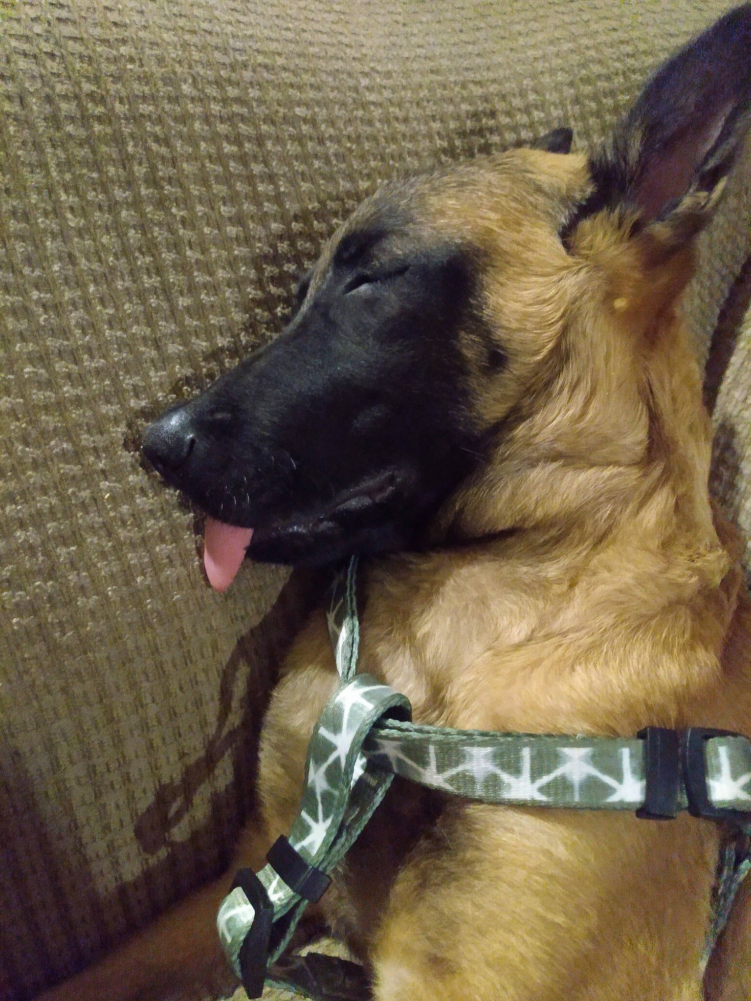 Jasper joined the competition — help win amazing prizes! bridle, canidae, carnivore, collar, companion_dog, dog, dog_breed, dog_collar, dog_supply, fawn, fur, horse_tack, leash, liver, pack_animal, pet_supply, snout, sporting_group, whiskers, working_animal