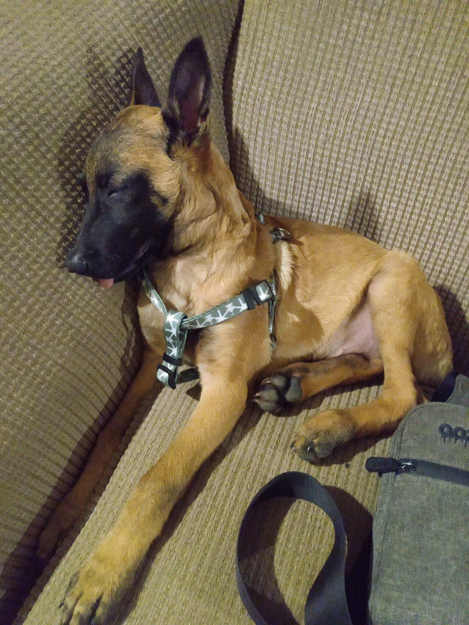 Jasper is registered to the contest to win money with this photo: ancient_dog_breeds, canidae, carnivore, collar, companion_dog, dog, dog_breed, dog_collar, dog_supply, fawn, guard_dog, liver, non_sporting_group, paw, pet_supply, snout, tail, toy_dog, whiskers, working_dog