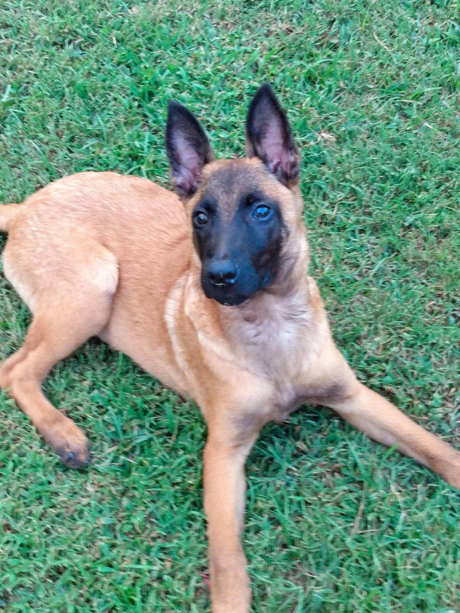 Jasper joined the competition — help win amazing prizes! belgian_shepherd_malinois, canidae, carnivore, companion_dog, dog, dog_breed, fawn, german_shepherd_dog, grass, herding_dog, old_german_shepherd_dog, snout, sporting_group, terrestrial_animal, wildlife, working_animal, working_dog