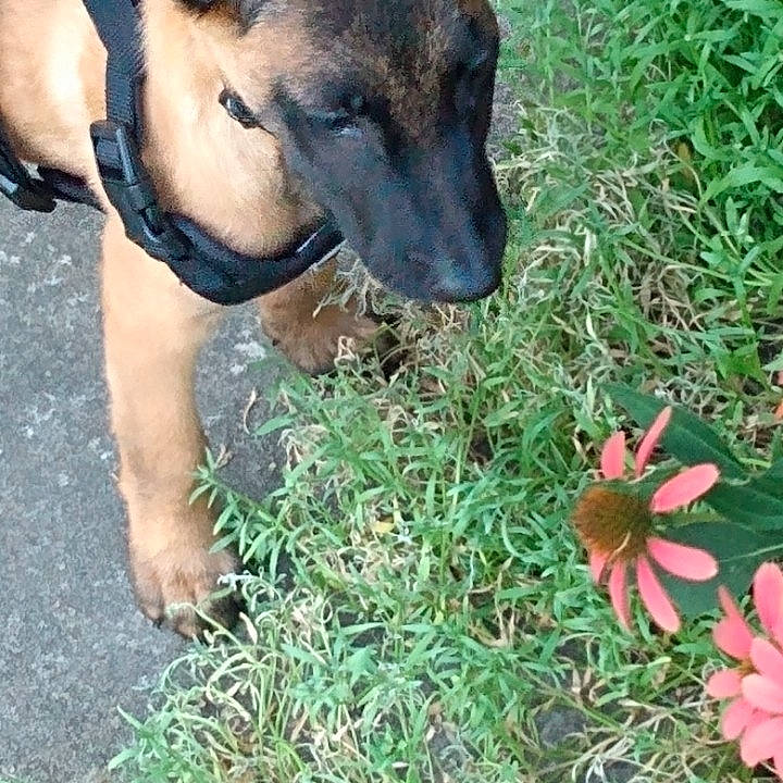 Jasper is registered to the contest to win money with this photo: annual_plant, carnivore, collar, companion_dog, dog, dog_breed, dog_collar, dog_supply, fawn, flower, grass, groundcover, pet_supply, petal, plant, sighthound, terrestrial_animal, terrestrial_plant, whiskers, working_animal