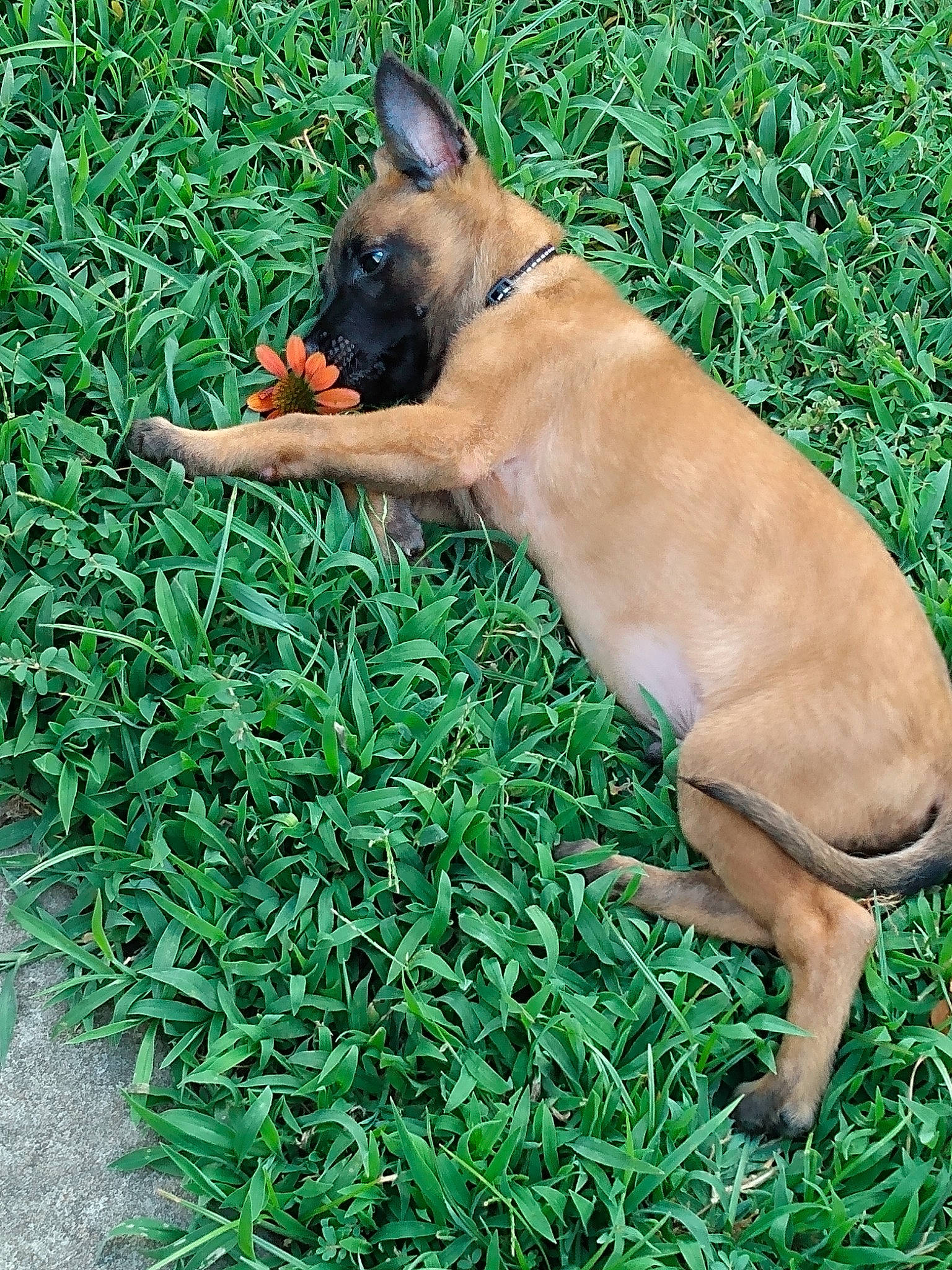 Jasper is registered to the contest to win money with this photo: canidae, carnivore, chihuahua, collar, companion_dog, dog, dog_breed, dog_supply, fawn, grass, groundcover, old_german_shepherd_dog, paw, plant, snout, sporting_group, tail, terrestrial_animal, toy_dog, wildlife