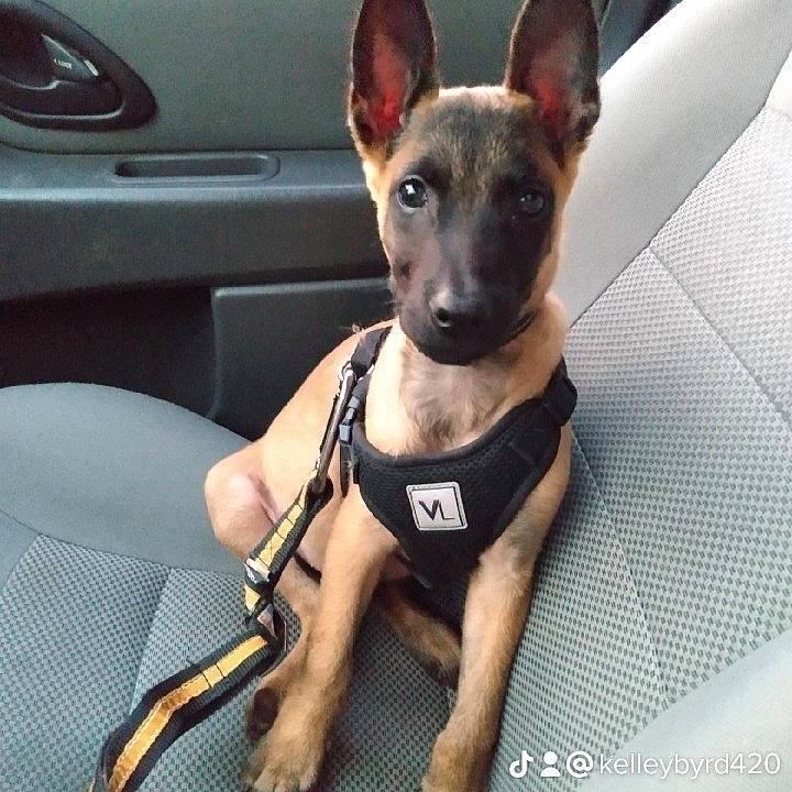 Jasper joined the competition — help win amazing prizes! auto_part, canidae, car_seat, carnivore, collar, companion_dog, dog, dog_breed, dog_collar, dog_supply, fawn, hood, paw, pet_supply, snout, sporting_group, toy_dog, vehicle, vehicle_door, working_animal