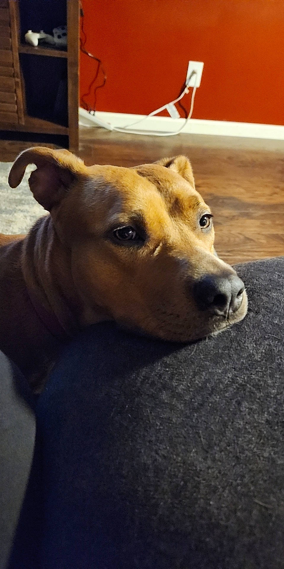 Cocoa is registered to the contest to win money with this photo: canidae, carnivore, chair, collar, companion_dog, dog, dog_breed, ear, fawn, flooring, fur, guard_dog, hardwood, pet_supply, snout, sporting_group, terrestrial_animal, whiskers, wood, working_animal