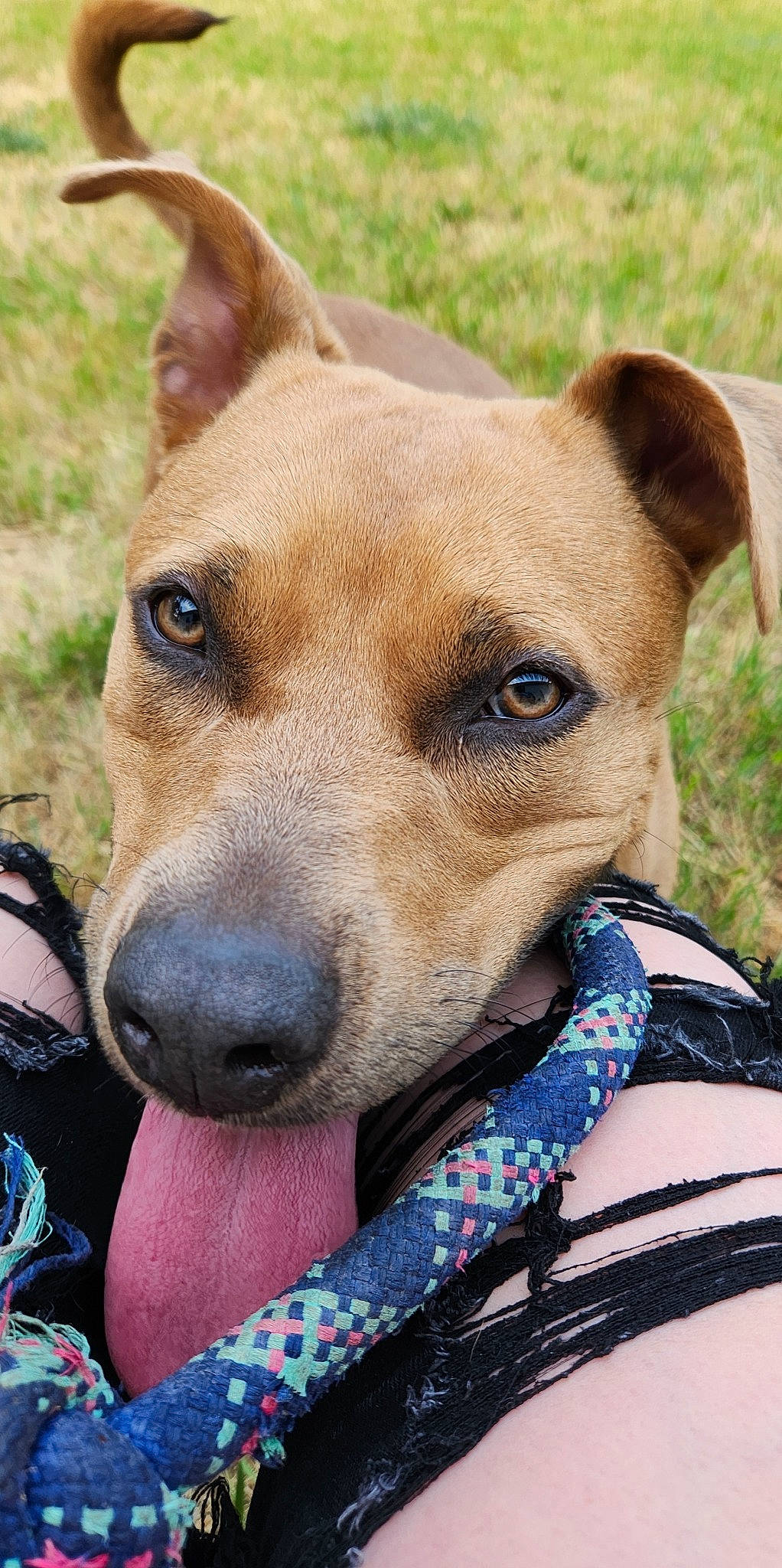 Cocoa joined the competition — help win amazing prizes! ancient_dog_breeds, canidae, carnivore, collar, companion_dog, dog, dog_breed, dog_collar, ear, electric_blue, fawn, plant, snout, sporting_group, terrestrial_animal, whiskers, working_animal